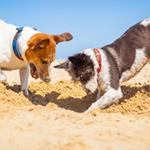 Urlaub mit Hund in Frankreich Urlaub mit Hund in Frankreich
