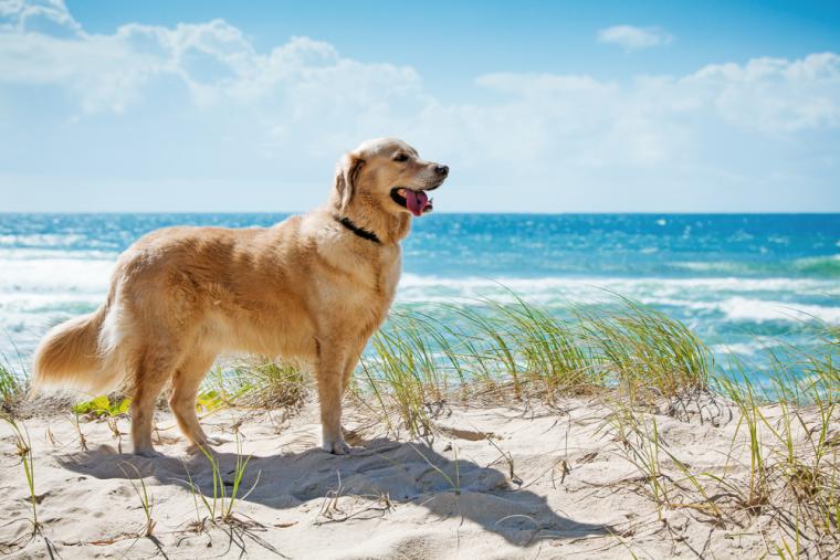 Urlaub mit Hund auf Korsika