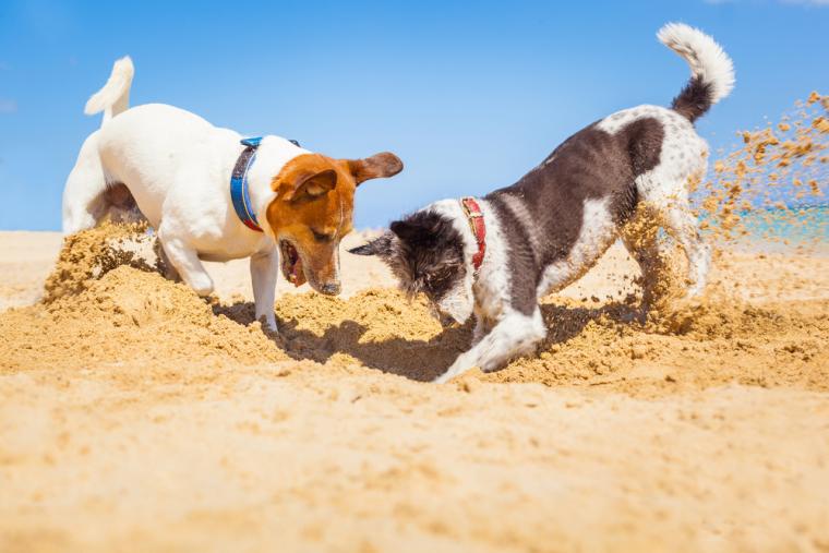 Urlaub mit Hund in Schweden