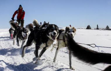 Kundenvorteil Husky Touren in Norwegen