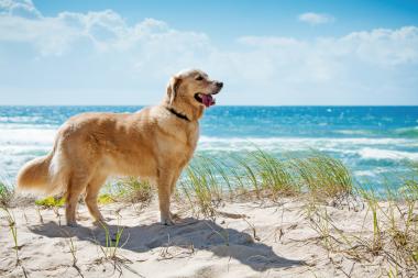 Urlaub Kroatien Mit Hund