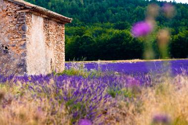 Lavendelblüte beim Urlaub in Frankreich