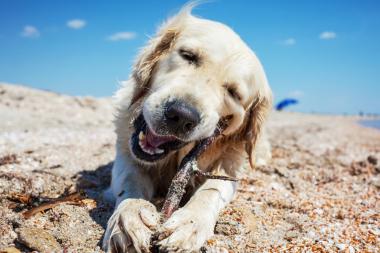 Urlaub mit Hund Kroatien