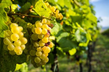 Wein Umbrien