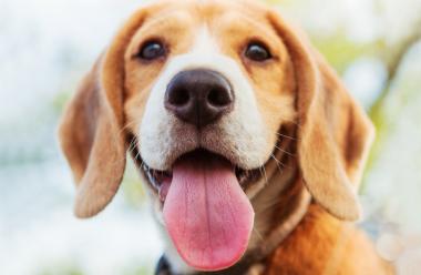 Urlaub mit Hund in Kroatien