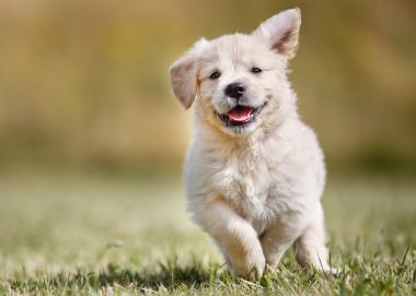 Urlaub mit Hund in Europa