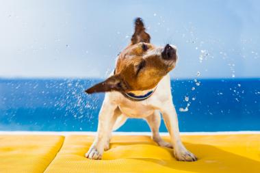 Urlaub mit Hund in Spanien
