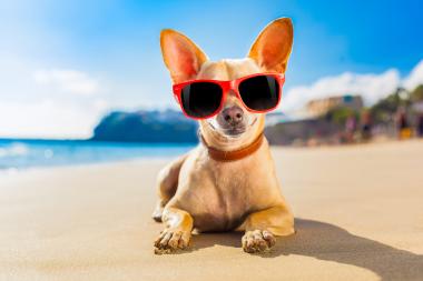 Urlaub mit Hund in Dalmatien