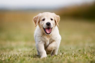 Urlaub mit Hund - Welthundetag