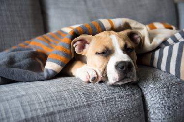 Entspannter Urlaub Mit Hund Im Ferienhaus Kroatien Novasol