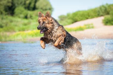 Urlaub Mit Hund Im Ferienhaus Novasol At