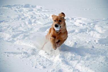 Winterurlaub mit Hund