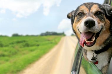 Urlaub mit Hund in Kroatien