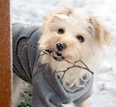 Winterurlaub mit Hund