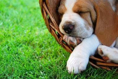 Urlaub mit Hund in Spanien