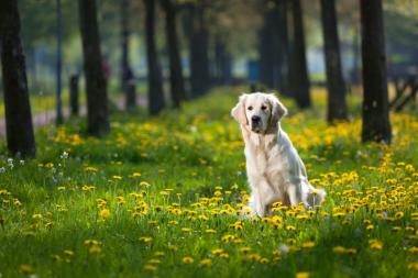 Urlaub mit Hund in Belgien