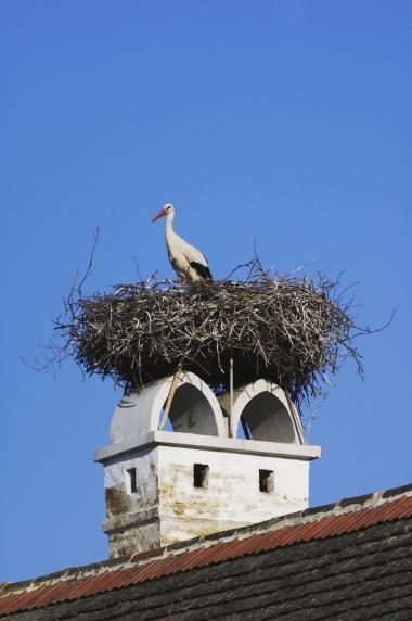 Storch Burgenland
