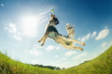 Urlaub mit Hund in Belgien