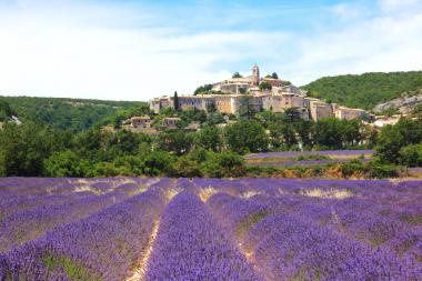 Lavendelernte in der Provence