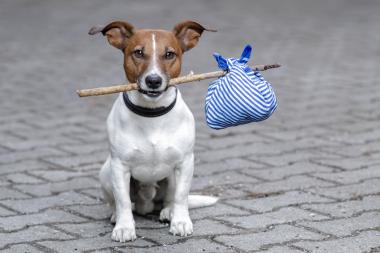 Urlaub mit Hund